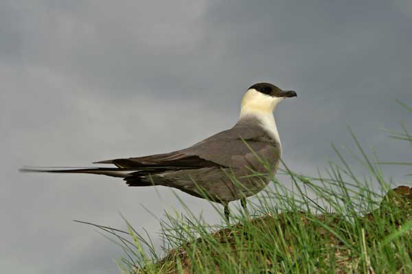 Kola_0495 Skua