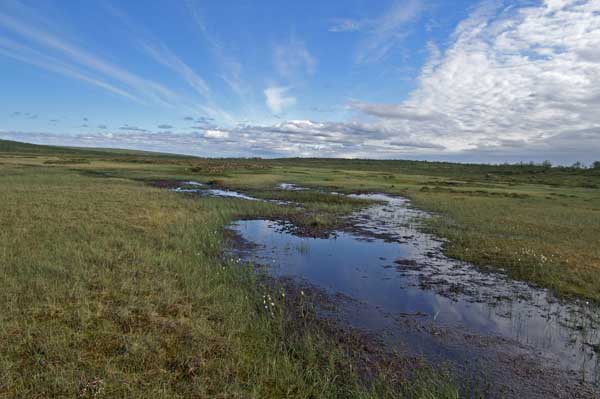 Kola_1070 Tundra Sumpf