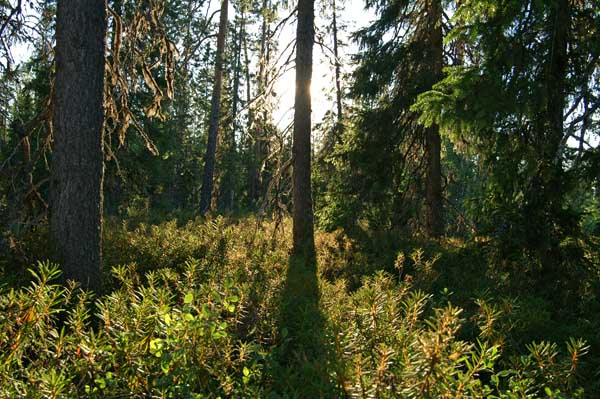 Kola_1723 Stamm Schatten Ledum